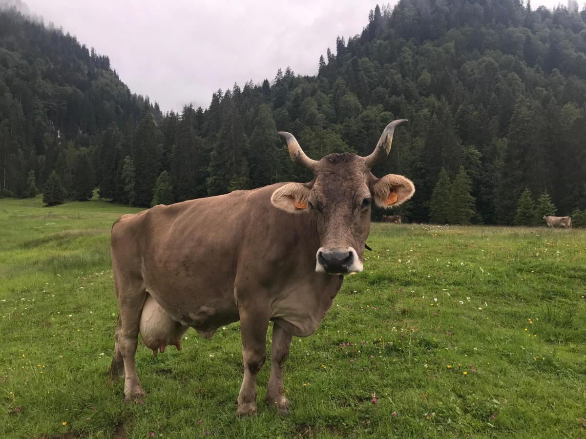 Kleine Ferienwohnung Am Rande Der Wildnis Sibratsgfäll Dış mekan fotoğraf